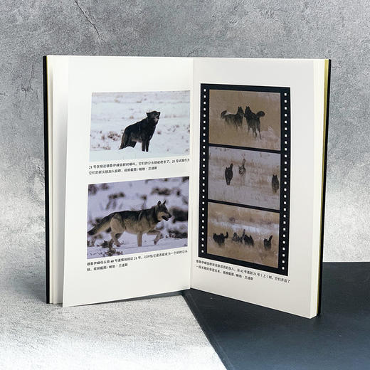 狼王四部曲 8号狼的崛起 21号狼的统治 302号狼的救赎 狼之女王 商品图5