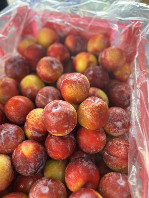 【宏丰精选】 太阳李，脆甜，籽小肉厚 爆汁，活动价19.8元一斤 商品图1