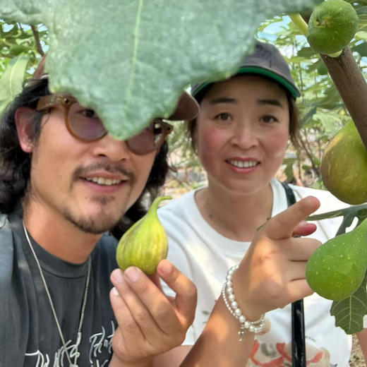 极客无花果•花香蜜丨新品种，软糯蜜甜，独特花香。树上自然成熟的无花果有的表皮会有黑斑，会有裂口和轻微破皮，剥皮后不影响食用，个别地区气温低，轻微受冻不在售后范围，介意勿拍。⭐️顺丰空运 商品图1