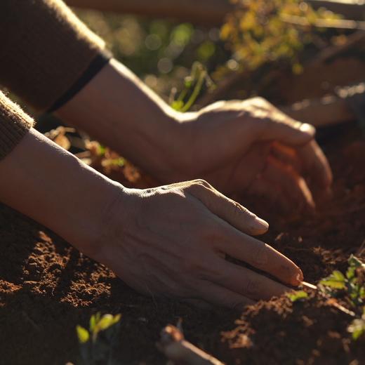 010乌天麻 优质品种 药食同源 整根生晒 保留天麻素 日常膳食调理 煲汤炖煮 商品图1