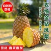 【广垦优品】广垦红星农场 | 红土金菠金钻凤梨 | 脆爽多汁 | 多规格选择 商品缩略图3