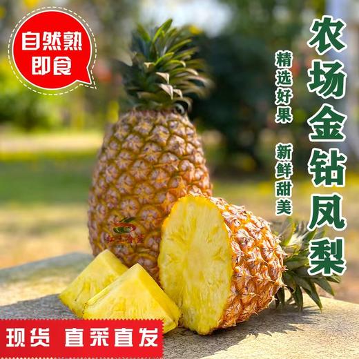 【广垦优品】广垦红星农场 | 红土金菠金钻凤梨 | 脆爽多汁 | 多规格选择 商品图3