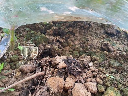 【黄色樱桃小番茄】口感正宗 酸甜多汁，果肉细腻，细腻的果肉咬一口，汁水四溢，夹杂着一丝丝酸味，回味香甜怡-CC 商品图3