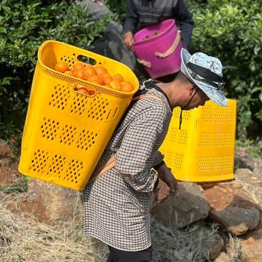 【花香蜜柑】来自云南3000米干热河谷的， 300天阳光淬炼，一咬爆汁像在喝柑橘果冻，徒手榨出半杯鲜果汁，果农坚持传统农耕，拒绝催熟，14°+黄金甜度，从舌尖甜到心尖。 商品图7