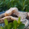 010乌天麻 优质品种 药食同源 整根生晒 保留天麻素 日常膳食调理 煲汤炖煮 商品缩略图7