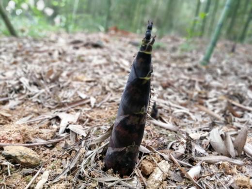 【四川 雷竹笋】 商品图4