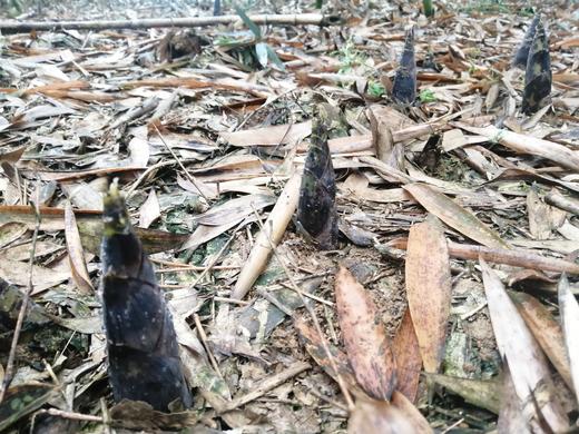 【四川 雷竹笋】 商品图2