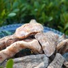 010乌天麻 优质品种 药食同源 整根生晒 保留天麻素 日常膳食调理 煲汤炖煮 商品缩略图6