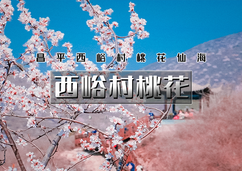 周末1日｜西峪村桃花｜网红打卡西峪村-徒步桃花栈道赏漫山桃花-打卡辛庄生活市集