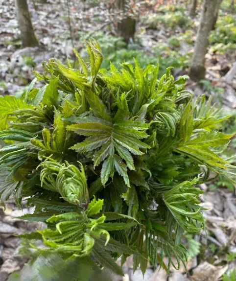 1773041718367993.jpg 10.jpg