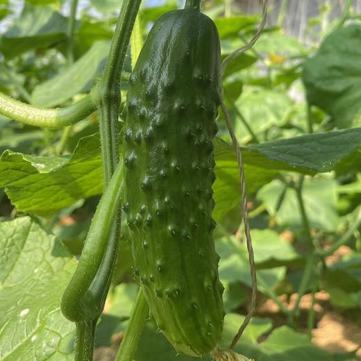 【鸿翠园招牌菜】鸿翠园 有机地黄瓜 商品图1