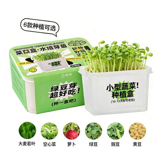 【29.9元任选3大盒❗️水培盆栽】柚芽儿童种植水培植物盆栽 小学生发芽蔬菜生长盒 水养无土栽培 商品图7
