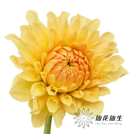 大丽花 | 浅色阳光橙 商品图3