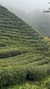 2026年明前老树狮峰龙井  正宗西湖龙井，认准官方茶标 商品缩略图13
