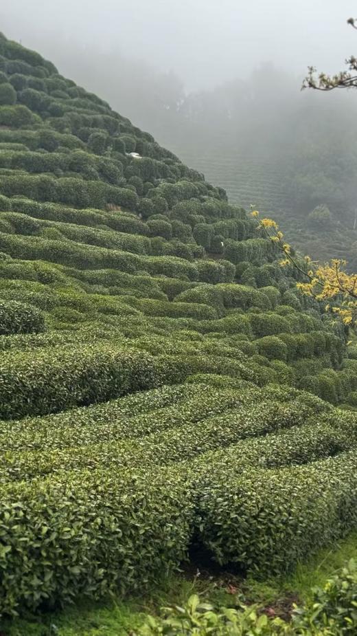 2026年明前老树狮峰龙井  正宗西湖龙井，认准官方茶标 商品图13