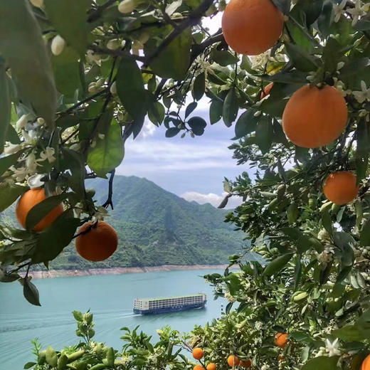 秭归帝王 伦晚橙 净重4.5斤大果 商品图2