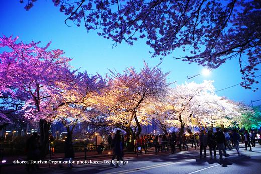 韩国樱花主题三飞8天摄影团：  济州岛、镇海、釜山、首尔的粉雪世界里定格浪漫光影 商品图12