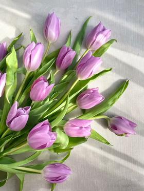 紫色郁金香10枝