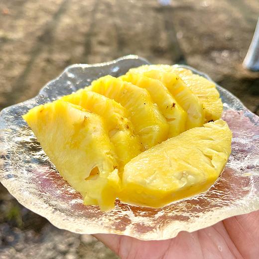 极客森林凤梨（金钻）丨被森林包围的农场，树上熟采摘，绿色食品认证，香甜味浓，削皮即食，到货挑熟度高的先吃，常温保存，切勿直接冷藏⭐️顺丰快递 商品图6