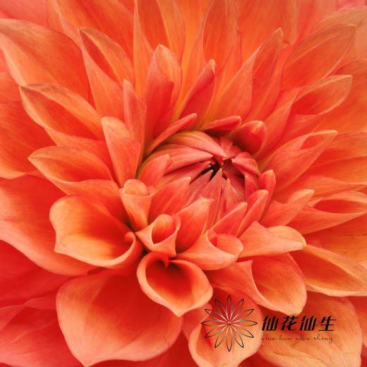 大丽花 | 橙色石头 商品图1