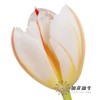 国产郁金香 | 幸福一代 商品缩略图9