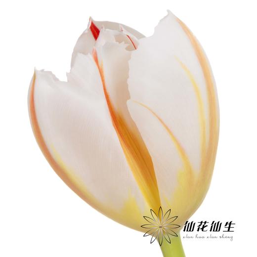 国产郁金香 | 幸福一代 商品图9