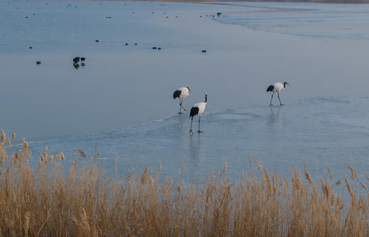 拍鸟专线·丹东鸭绿江口&营口鸟浪、石城岛屿黑面琵鹭’、大连城市风光6日摄影团 商品图1