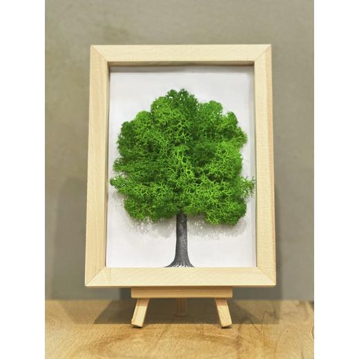 方物系列 地衣，永恒的大地艺术 套装   地衣跨界大秀！从艺术殿堂到生活角落的奇幻之旅 商品图3