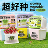 【29.9元任选3大盒❗️水培盆栽】柚芽儿童种植水培植物盆栽 小学生发芽蔬菜生长盒 水养无土栽培 商品缩略图0