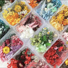 DIY手工材料永生花干花（随机发货） 商品缩略图0