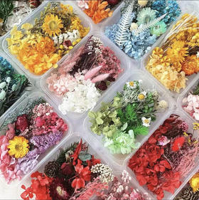 DIY手工材料永生花干花（随机发货）