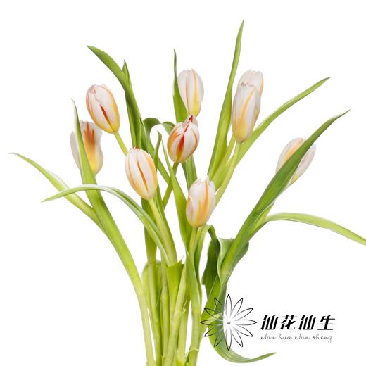 国产郁金香 | 幸福一代 商品图8