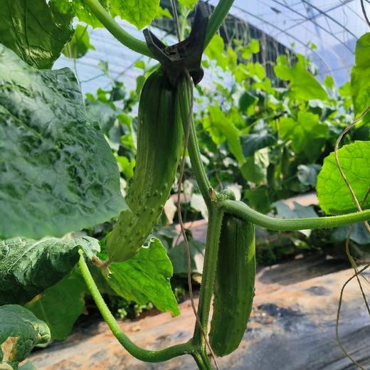 【鸿翠园招牌菜】鸿翠园 有机地黄瓜 商品图0