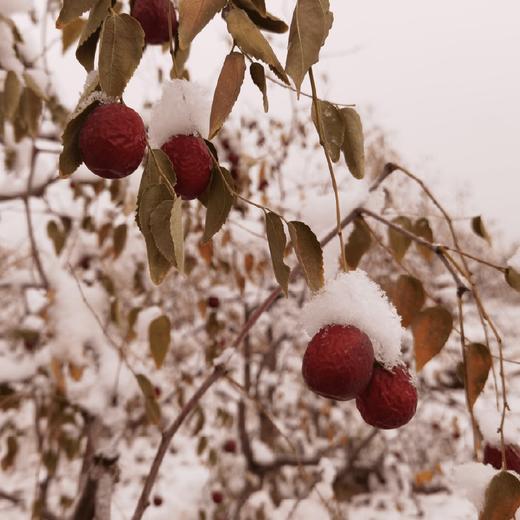 【同行精选】去皮去核枣150g*2袋  有机冬月吊干枣加工  细腻绵密 入口软糯 商品图2