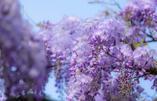 【成都植物园】4.25/5.1/5.4【马陆老师带队：忙趁东风放纸鸢】植物园赏春花+春燕动植物科普课、空气动力学知识；莎燕风筝非遗手作、放风筝技巧讲解、风筝比赛 商品图6