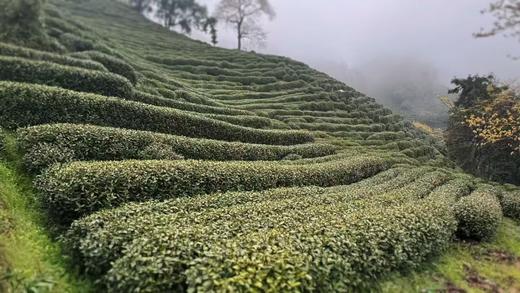 2026年明前老树狮峰龙井  正宗西湖龙井，认准官方茶标 商品图14