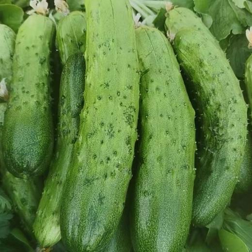 【鸿翠园招牌菜】鸿翠园 有机地黄瓜 商品图2