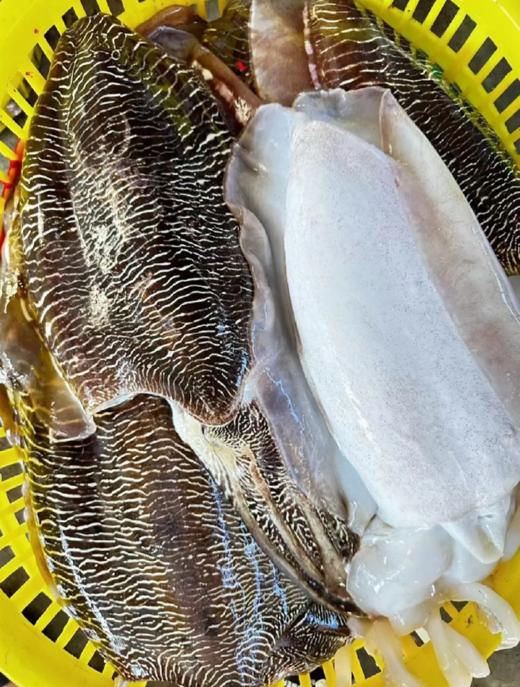 &本港小墨鱼，墨鱼宝宝！🦑一盒2-3个❗肉质嫩而肥厚，圆滚滚，肥嘟嘟👍【活冻】 商品图3