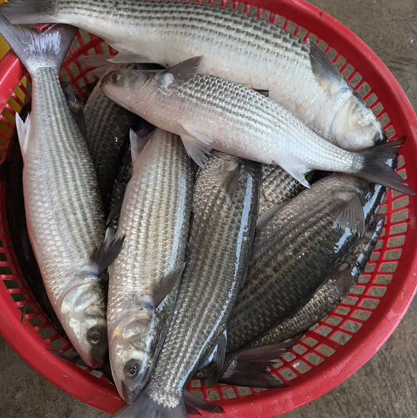 【野生海乌鱼】生态海鱼，肉多剌少，当天现捕现发，杀好急冻保鲜，每条约1-2斤