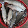 【野生海乌鱼】生态海鱼，肉多剌少，当天现捕现发，杀好急冻保鲜，每条约1-2斤 商品缩略图0