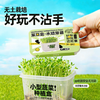 【29.9元任选3大盒❗️水培盆栽】柚芽儿童种植水培植物盆栽 小学生发芽蔬菜生长盒 水养无土栽培 商品缩略图3