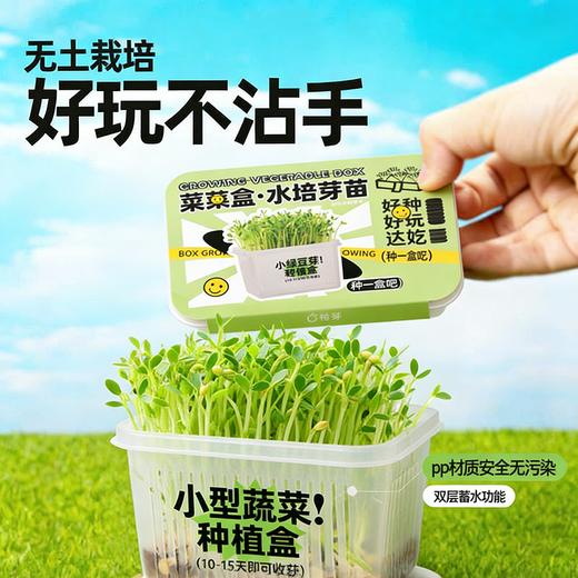 【29.9元任选3大盒❗️水培盆栽】柚芽儿童种植水培植物盆栽 小学生发芽蔬菜生长盒 水养无土栽培 商品图3