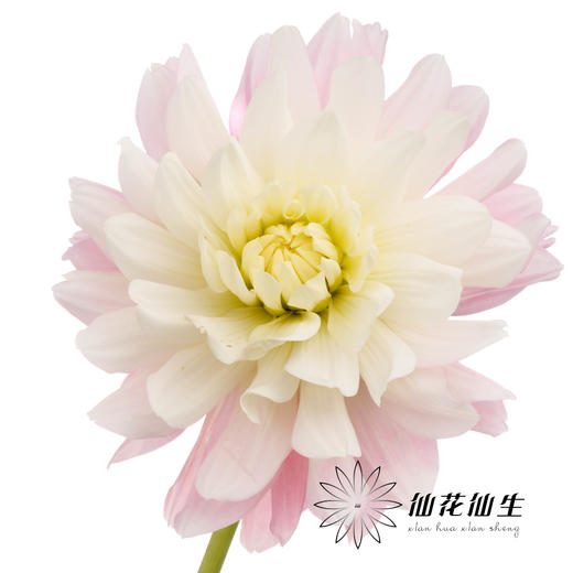 大丽花 | 糖果 商品图1