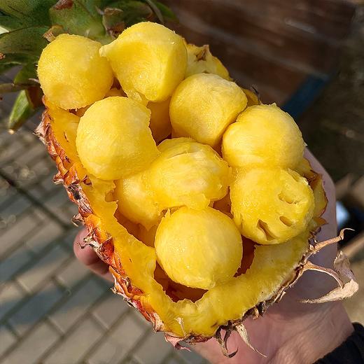 极客森林凤梨（金钻）丨被森林包围的农场，树上熟采摘，绿色食品认证，香甜味浓，削皮即食，到货挑熟度高的先吃，常温保存，切勿直接冷藏⭐️顺丰快递 商品图7