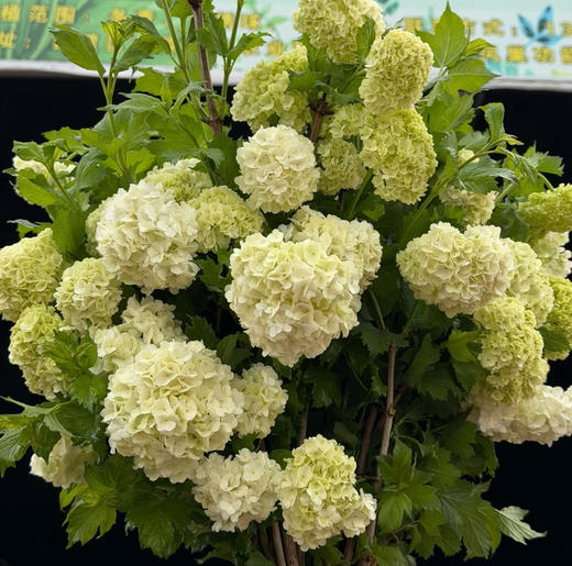 国产花材-开花【木绣球】A 商品图2