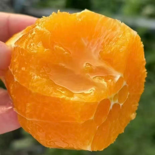 秭归帝王 伦晚橙 净重4.5斤大果 商品图1