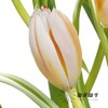 国产郁金香 | 幸福一代 商品缩略图5
