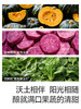 秋田满满-面粉组合（3件起发，单拍不发货） 商品缩略图0