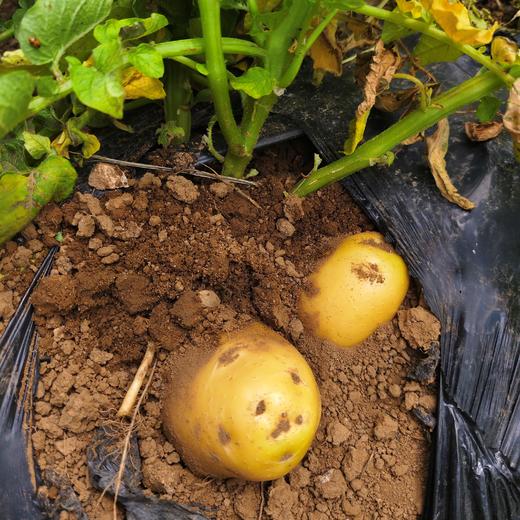 鸿翠园 有机沙拉蔬菜套餐 商品图8