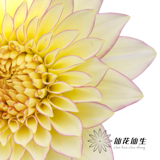 大丽花 | 腮红 商品图2